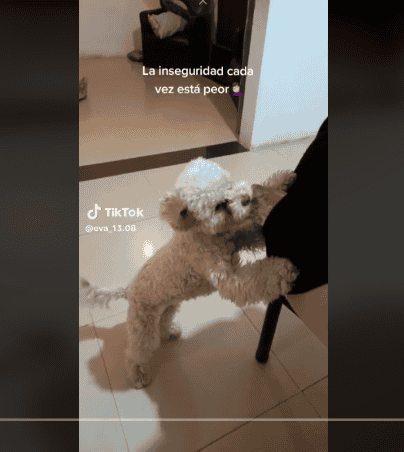 Este perrito ladrón no respeta ni a su familia. TIKTOK/@eva_13.08