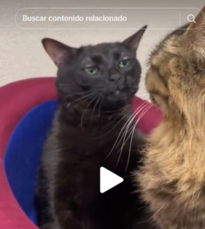 Este es el origen del meme del gato negro disociado, graciosamente cierto (VIDEO). tiktok/NOBODY