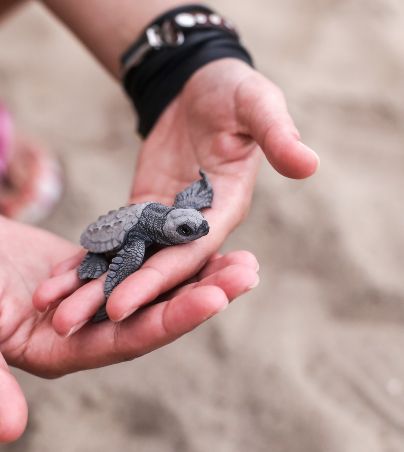 Aika, la perrita superheroína que rescató a más de 70 tortugas y se vuelve viral (FOTOS). UNSPLASH/Daria Gordova