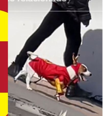 "El Chapulín Colorado" sale a pasear en forma de un tierno perrito y se vuelve viral (VIDEO). TIKTOK/@mayrarcruzc