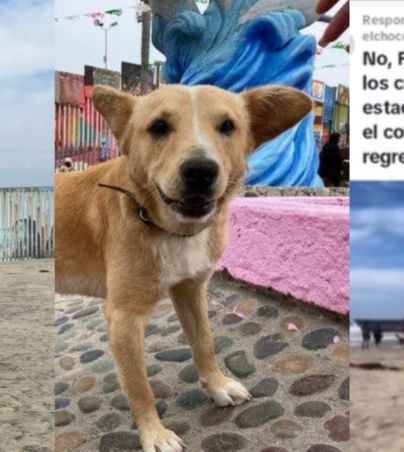 Perro cruza frontera con Estados Unidos y lo regresan de una forma hostil (VIDEO). FACEBOOK/Agencia Sonora de Noticias ASN