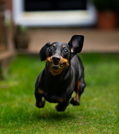 Día mundial de los animales: esta es la recopilación de los videos más graciosos de animales. UNSPLASH/James Watson