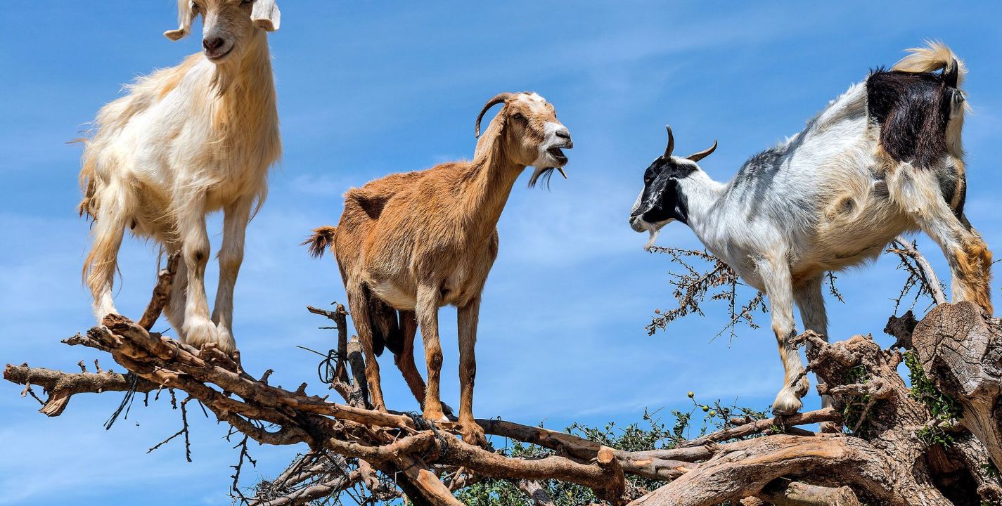 Estos son los tipos de cabras que se infartan, se paralizan y caen de manera inmediata. Internet/National Geographic