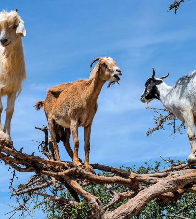 Estos son los tipos de cabras que se infartan, se paralizan y caen de manera inmediata. Internet/National Geographic