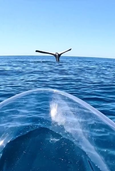 Captan ballena CONGELADA en la superficie y se vuelve viral por esta razón (VIDEO). TIKTOK/ybsbrodie