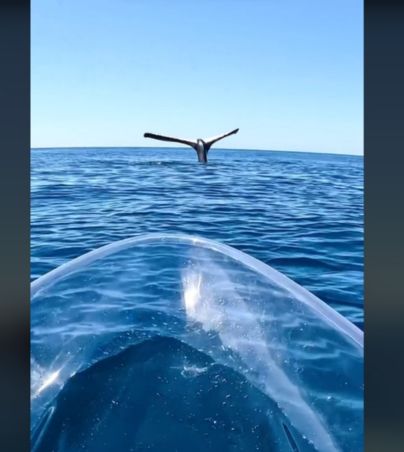 Captan ballena CONGELADA en la superficie y se vuelve viral por esta razón (VIDEO). TIKTOK/ybsbrodie