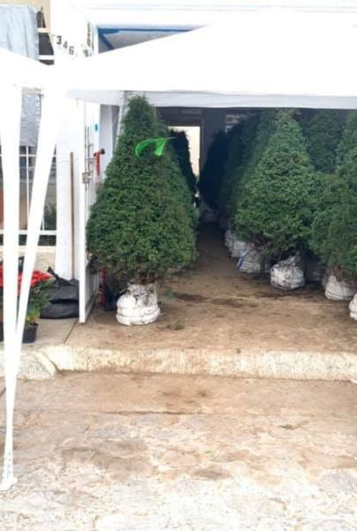 Estas son las desventajas de poner un árbol de navidad natural en nuestro hogar. Facebook/Arboles de Navidad Colibrí