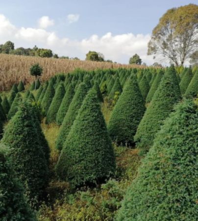 Dónde comprar árboles de navidad naturales baratos en Guadalajara. Facebook/guadalajara