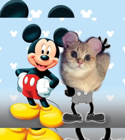 La tendencia "Orejas de Mickey Mouse" en mascotas está preocupando por tratarse de maltrato animal . ESPECIAL