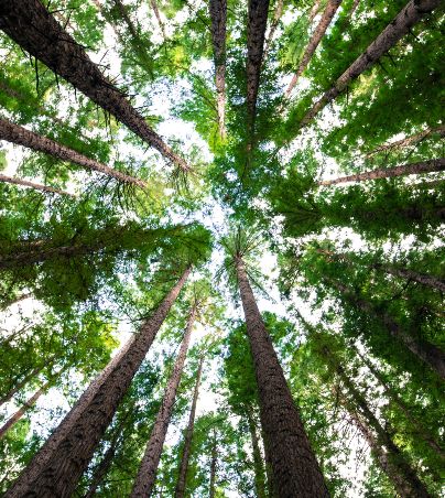 ¿Qué árbol eres? Conoce tu horóscopo celta y todo lo que significa para ti. UNSPLASH/Arnaud Mesureur