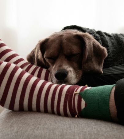 NO despiertes a tu perrito si está teniendo una pesadilla, esta es la razón. UNSPLASH/Ryan Stone