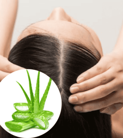 El alóe vera cuenta con varias propiedades para mejorar la salud ¡de tu cabello! PINTEREST